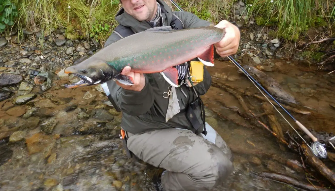 Dolly Varden trout from Alaska 2013, dolly varden lures, dolly varden trout fishing, dolly varden fish, dolly varden vs bull trout