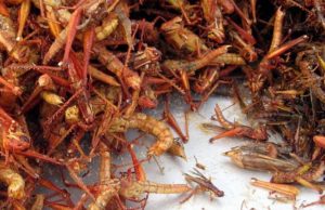 Fried grasshoppers