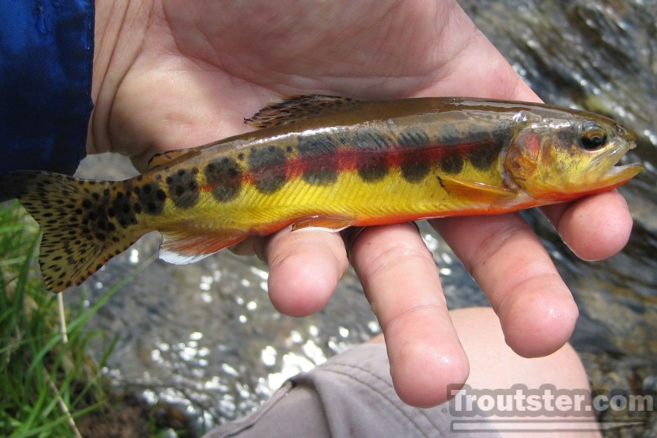 Golden Trout, golden rainbow trout, how to catch golden trout, picturess of golden trout, golden trout flies, where to catch golden trout