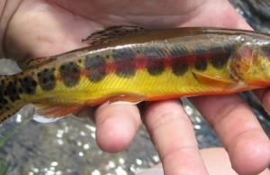 Golden trout species