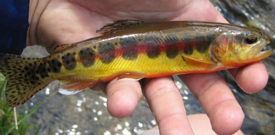 Golden trout species, trout species