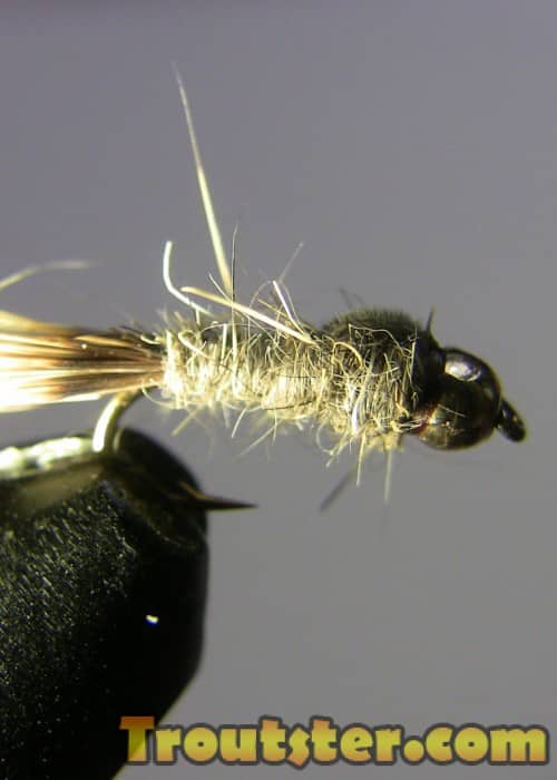 Hares ear nymph is one of the top 5 best trout flies ever