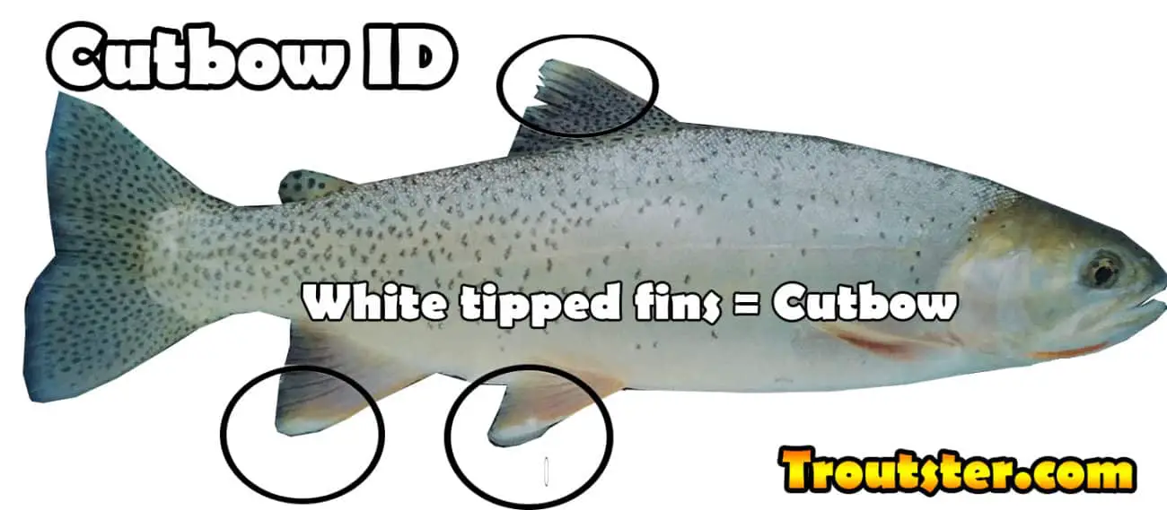 How to identify a cutbow trout, cutbow trout identification, cutbow trout pictures, cutbow fish, are cutbow trout sterile