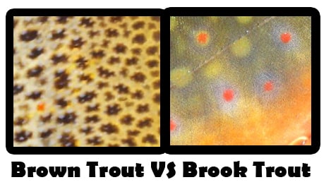 https://troutster.com/brown-trout-spawning-and-breeding-habits/