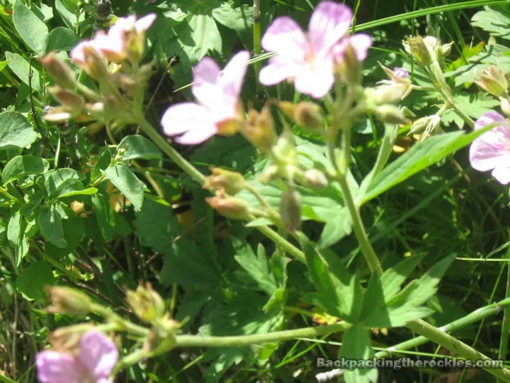 How to test the edibility of wild plants