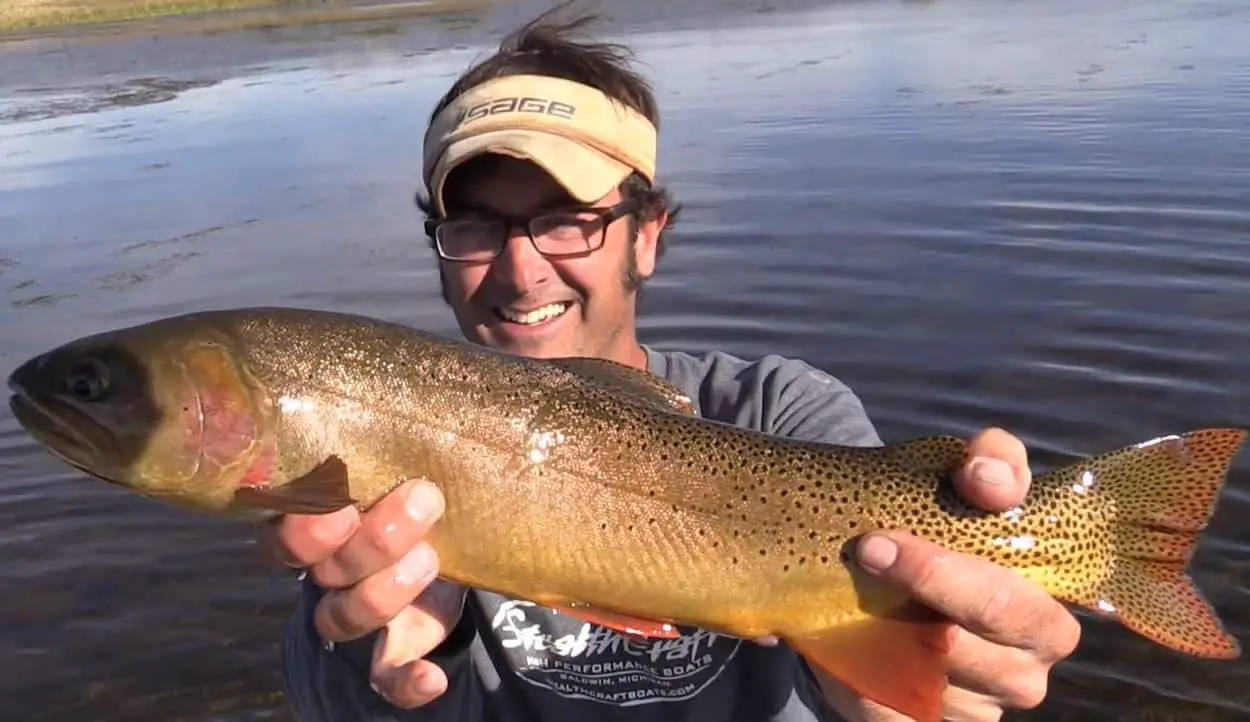 Huge cutthroat trout caught on a dry fly in Idaho