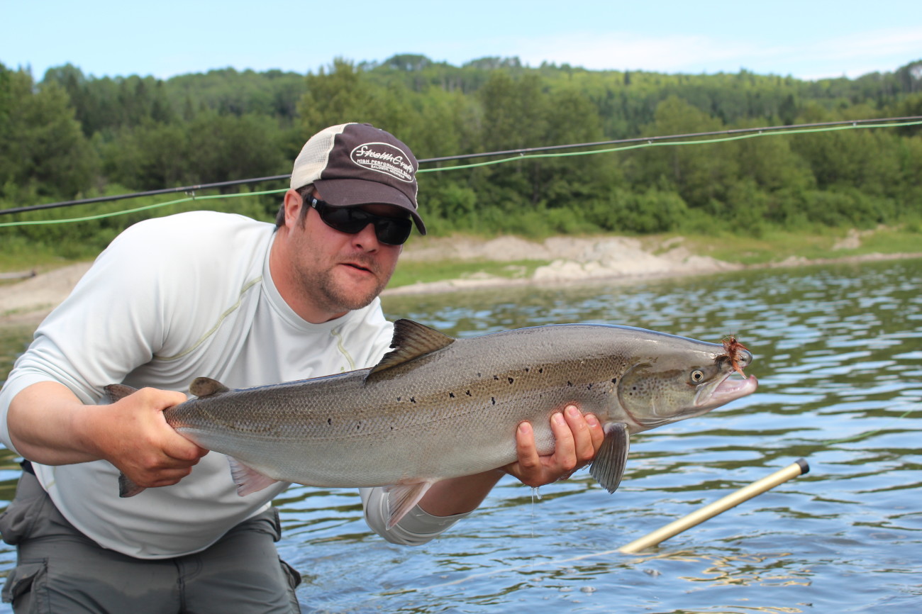 New Brunswick Atlantic salmon caught on a dry fly