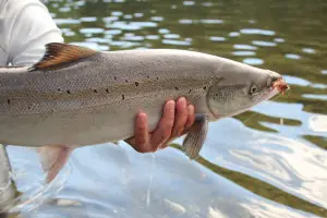 Atlantic Salmon with a dry fly in it's mouth