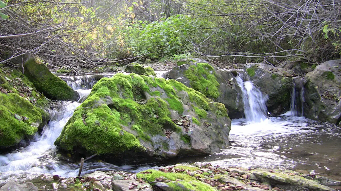 Fly fishing in small streams