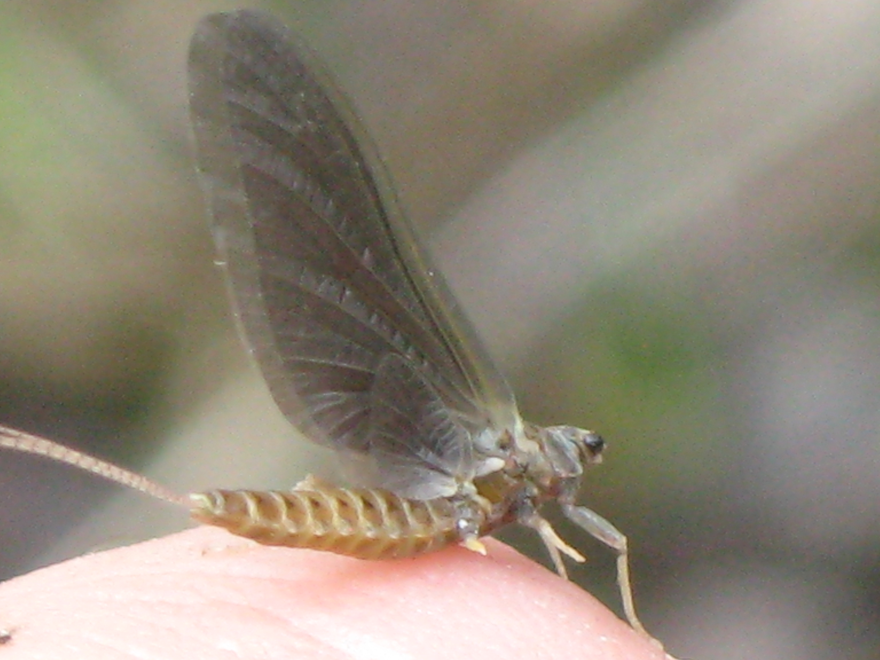 Hendrickson Mayfly Ephemerella Subvaria