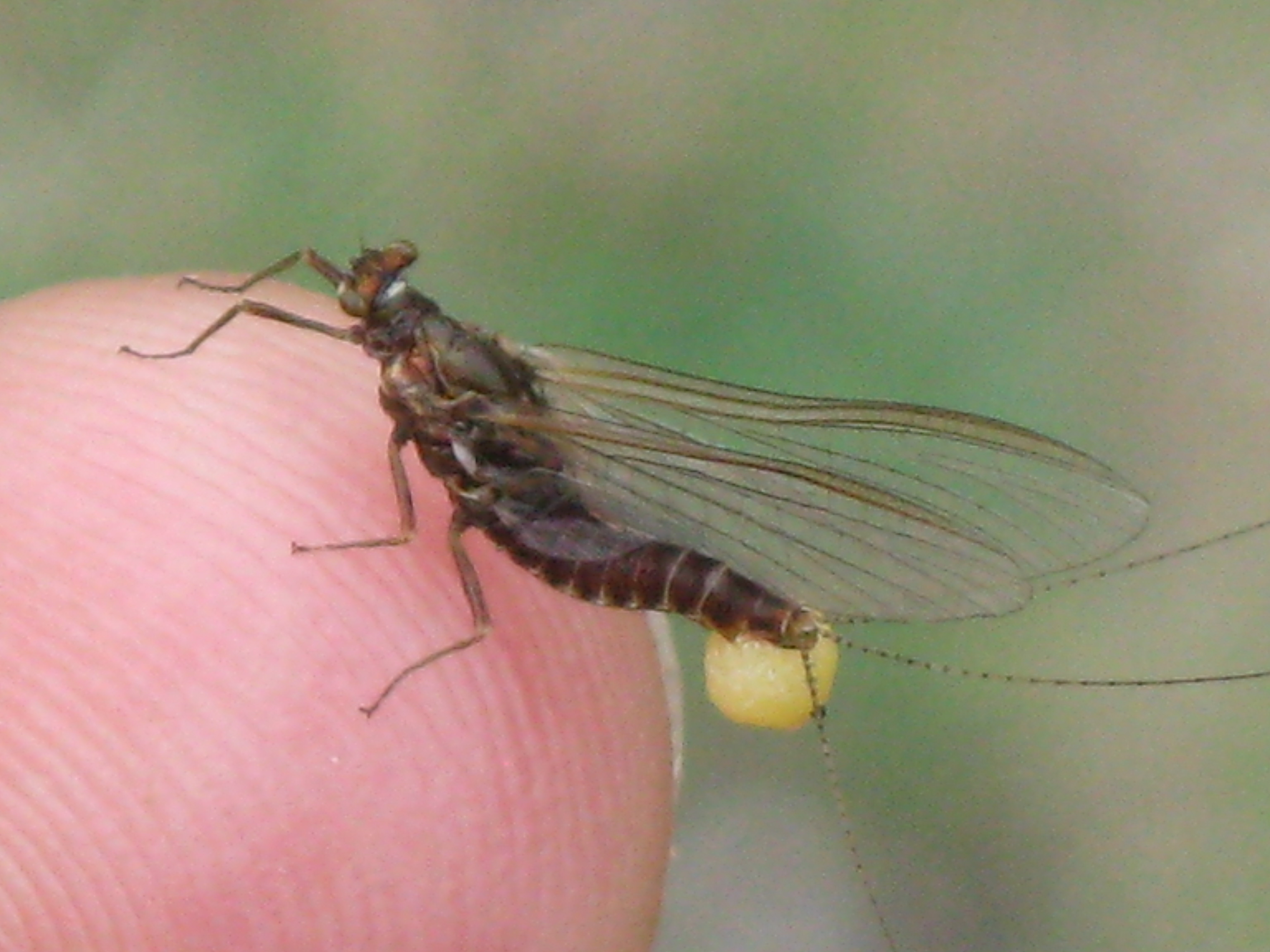 Female hendrickson mayfly with egg sack attached