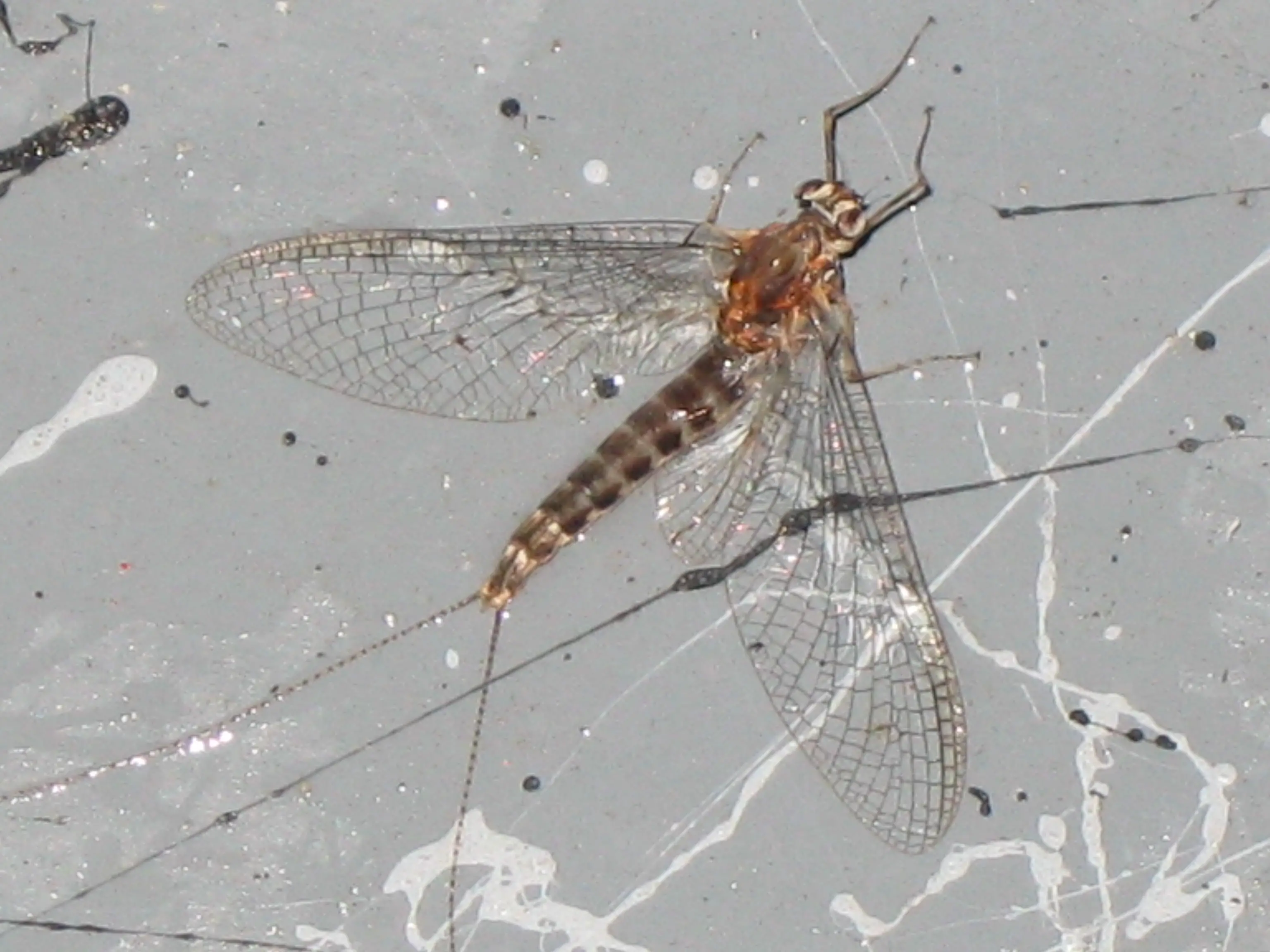 Isonychia spinner mayfly