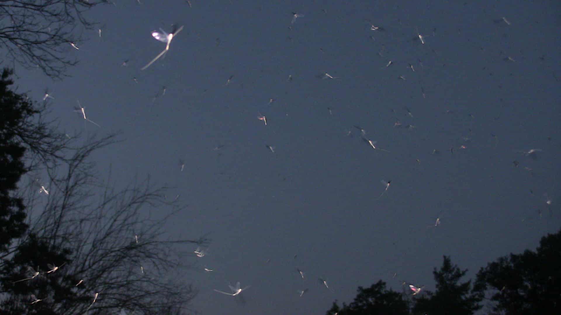 Thousands of hex mayflies fill the air above the water