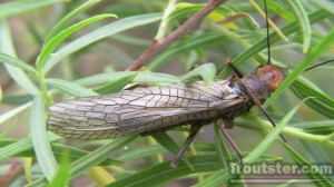 Golden stonefly adult, what do brown trout eat