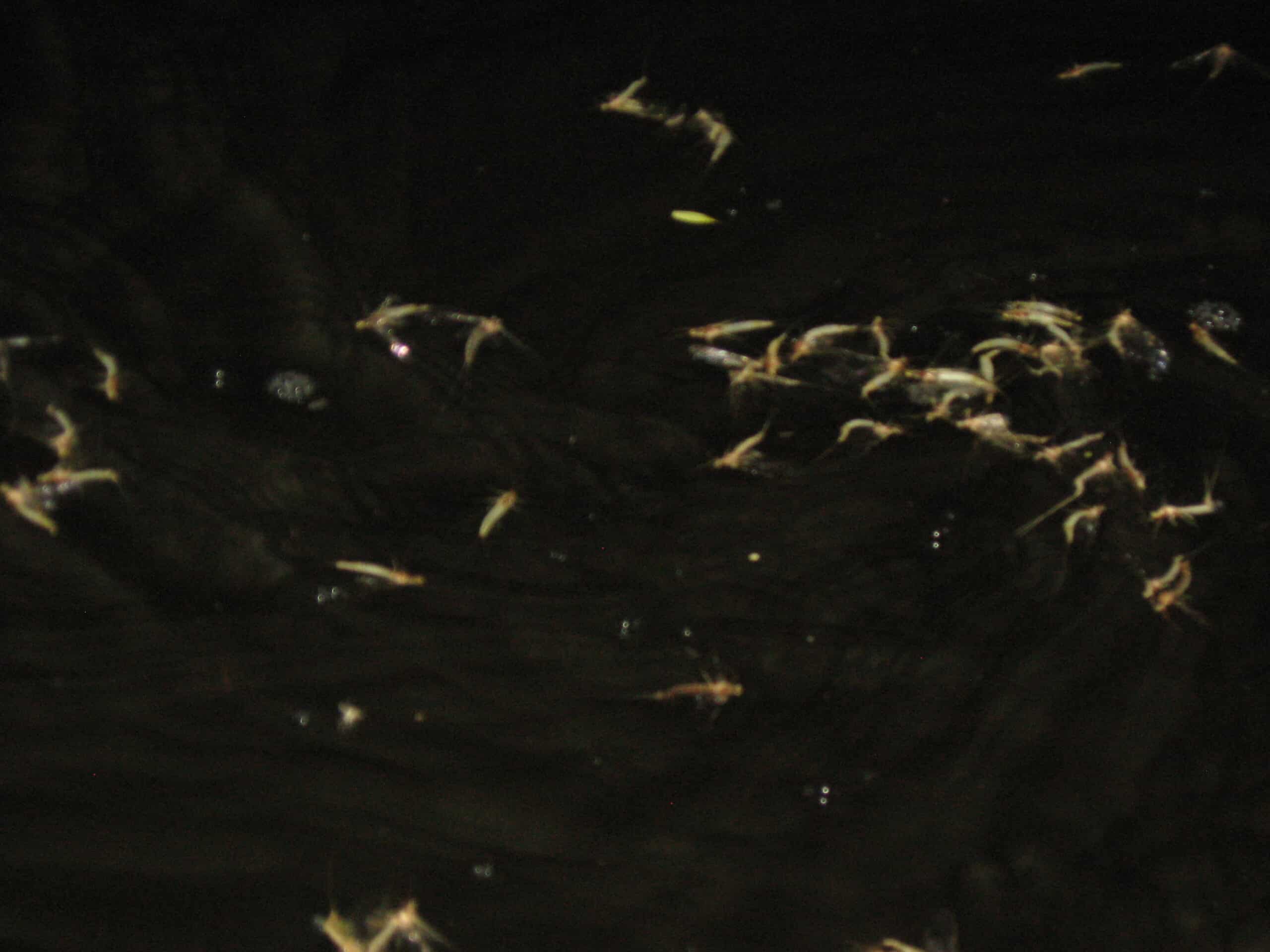 Hundreds of dead Hexagenia limbata mayflies floating down the river. 