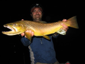 Large brown trout