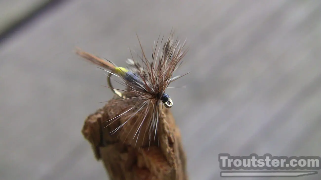 Top view of the female adams dry fly