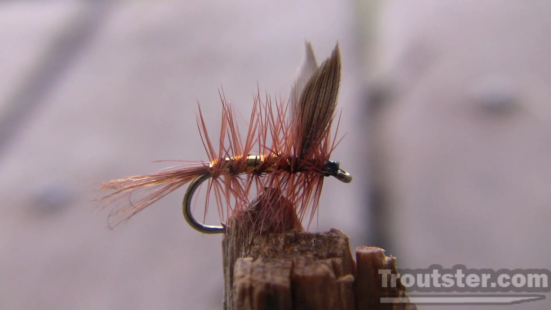 Wickhams fancy fly. Tied using brown hackle, gold ribbing and duck wing feathers.