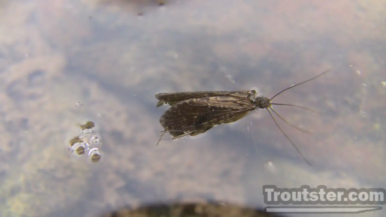 An adult caddisfly sitting on the surface of the water in a trout stream. 