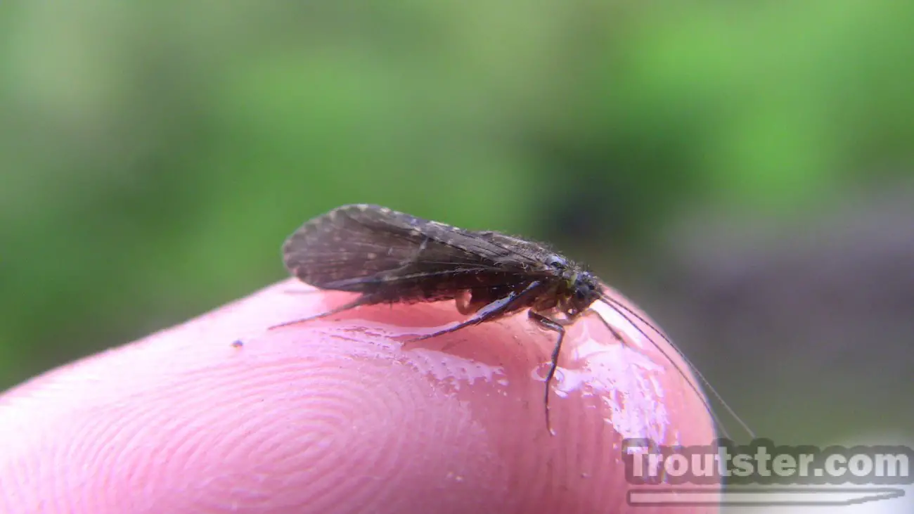 A black caddis adult sitting on my figer tip.