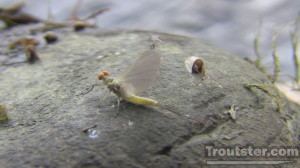 A yellow mayfly sitting on a rock. 