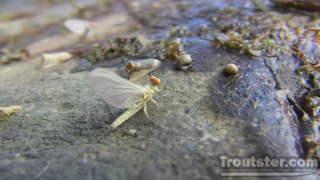 Adult mayfly