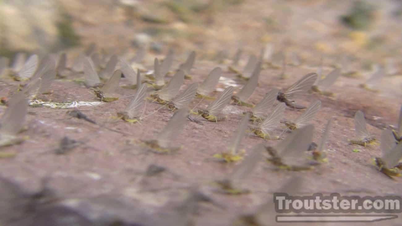 Hundreds of mayflies sitting on a rock