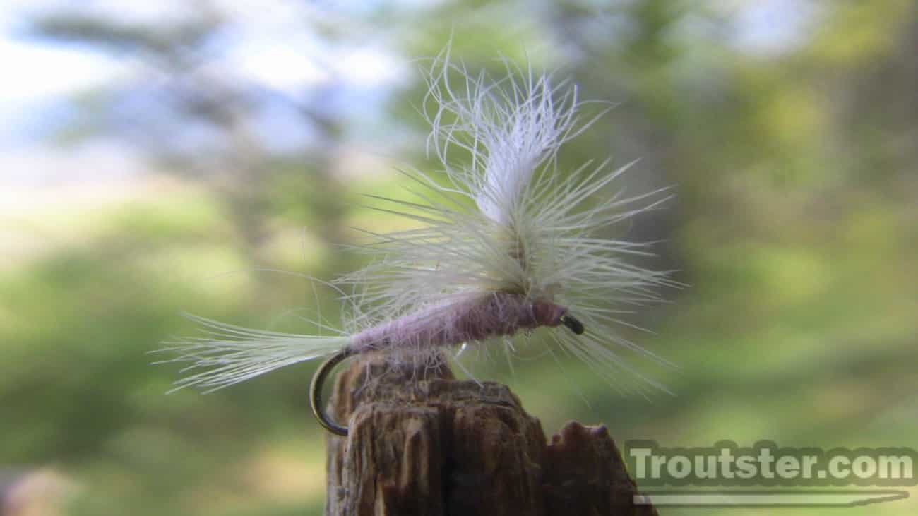 Pink cahill parachute dry fly
