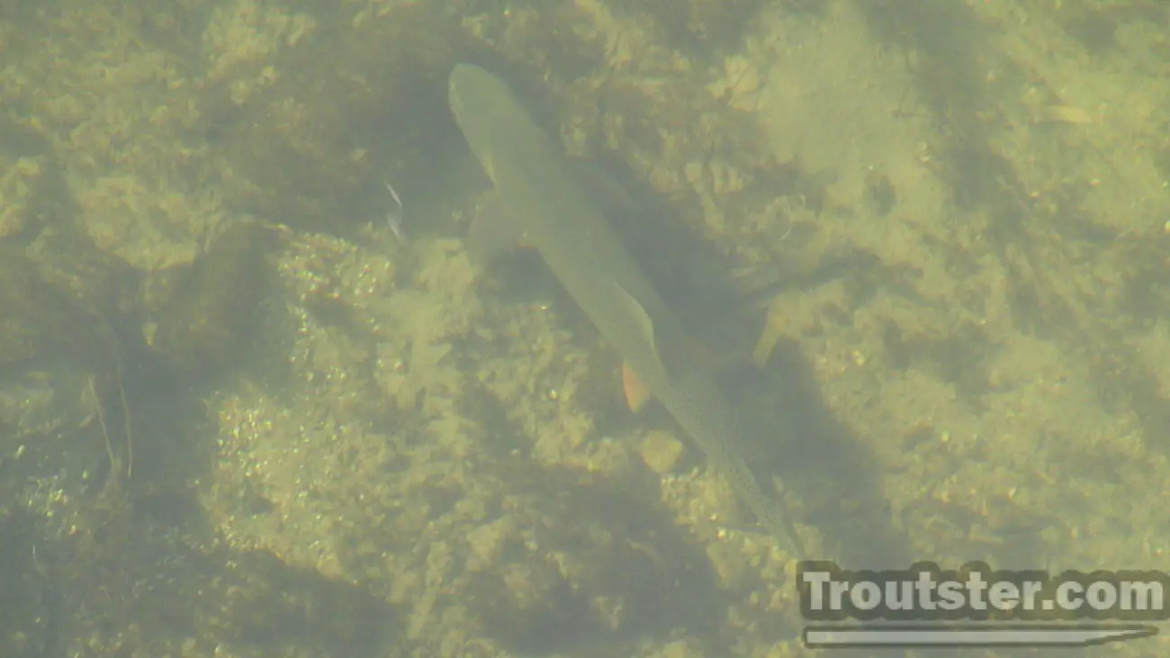 A big cutthroat swimming underwater, how to see fish in water, using glasses to see fish in water