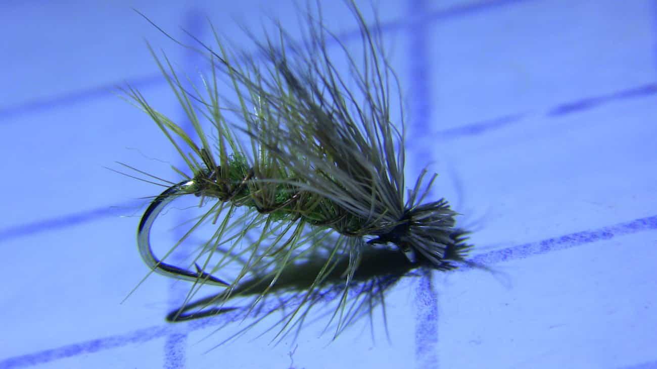 A green elk hair caddis trout fly.