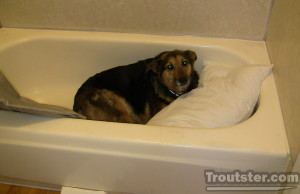 My dog sleeping a bathtub
