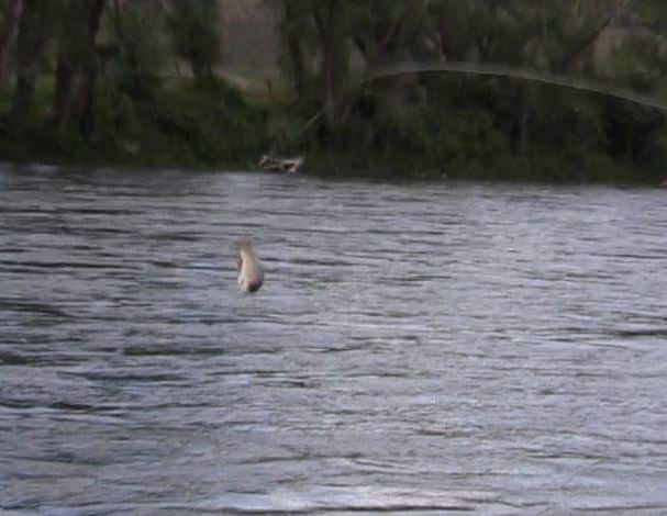 Jumping rainbow trout on the Snake river