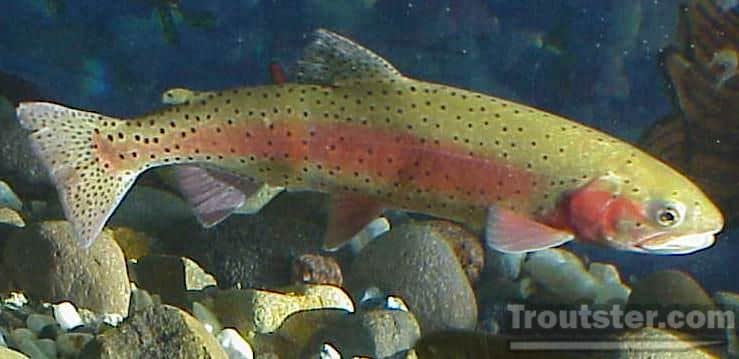 Lahontan species of cutthroat