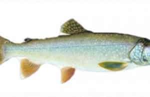 Lake trout, trout species