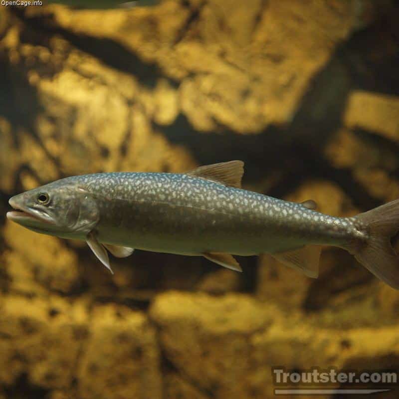 The lake trout, lake trout characteristics, are lake trout good to eat, what do lake trout eat, trout facts, lake trout images, lake trout size