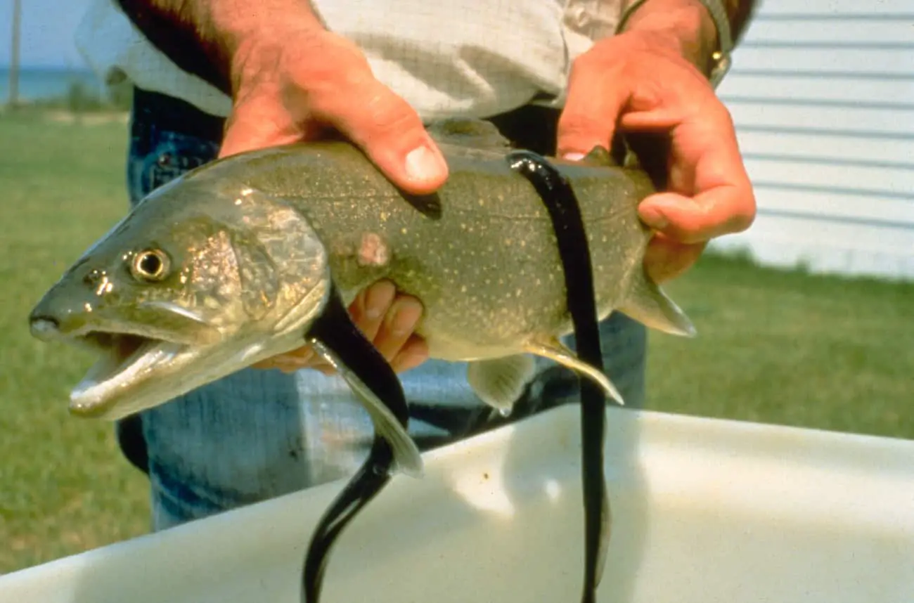 Lake trout with sea lampreys attached to it