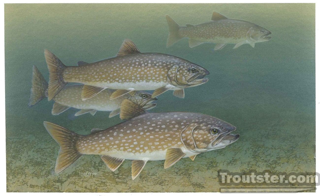 Lake trout school