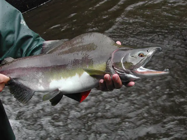 Male pink salmon near spawning season
