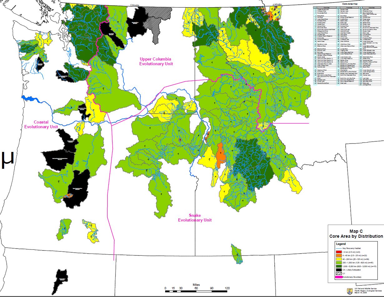 Map of the current range of the bull trout, Bull Trout, bull trout indentification, what is a bull trout, what do bull trout eat, are bull trout endangered