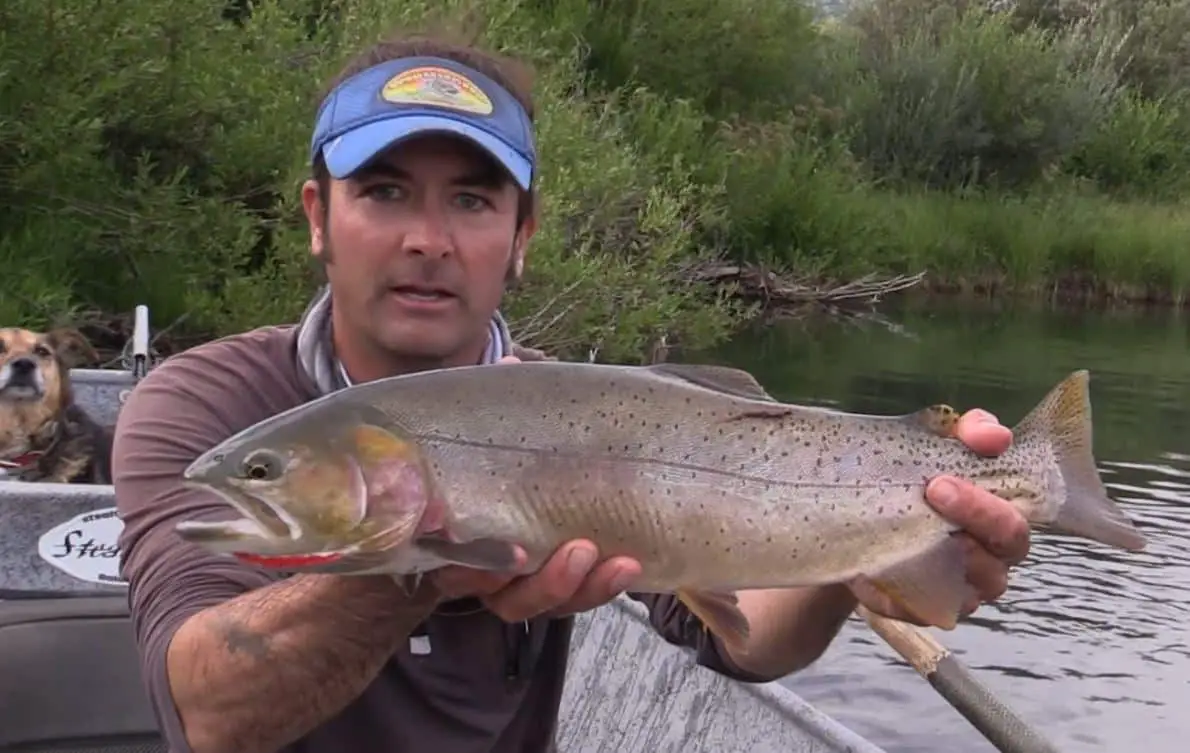 Massive cutbow trout on a dry fly