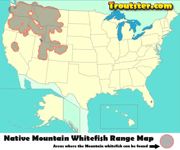 Mountain whitefish range map, Mountain whitefish, how to catch whitefish, mountain whitefish colorado, whitefish fly fishing