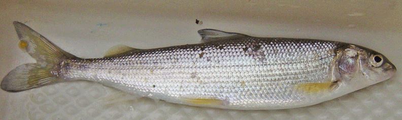 Mountain whitefish, are whitefish good to eat, how do cook whitefish