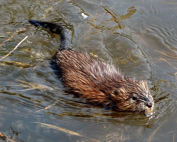 Muskrat - The fur from this species makes great dry fly dubbing