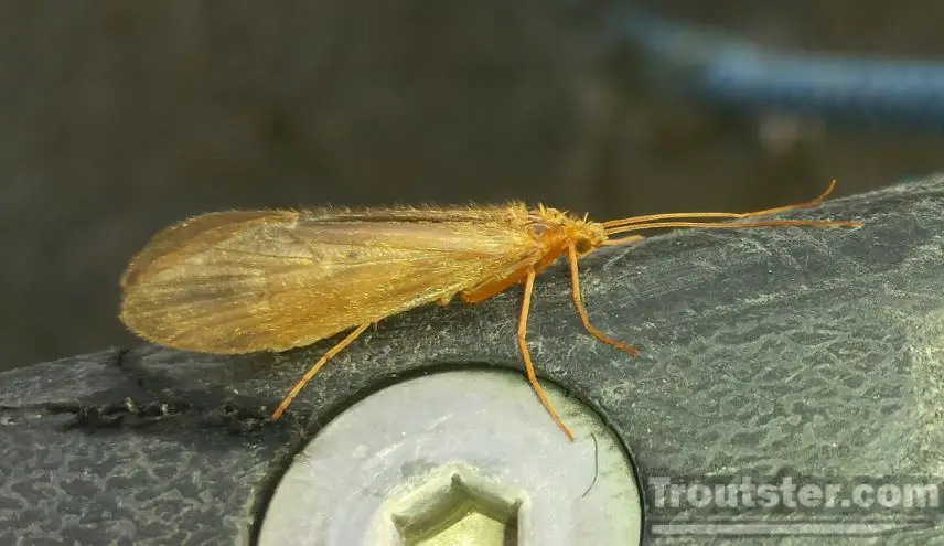 October Caddis adult