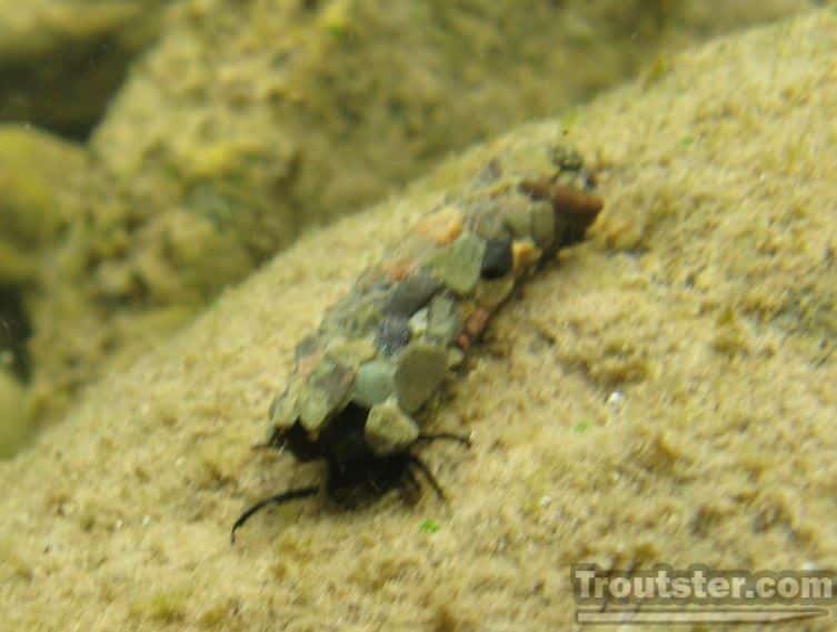 October caddis larva