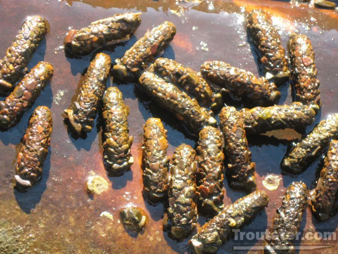 October caddis pupa