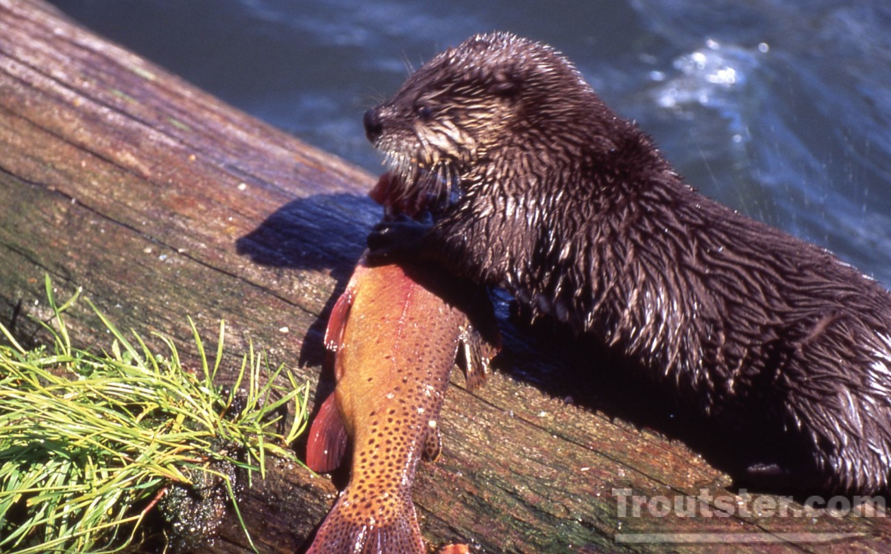 An otter eating a Yellowstone cuttroat trout