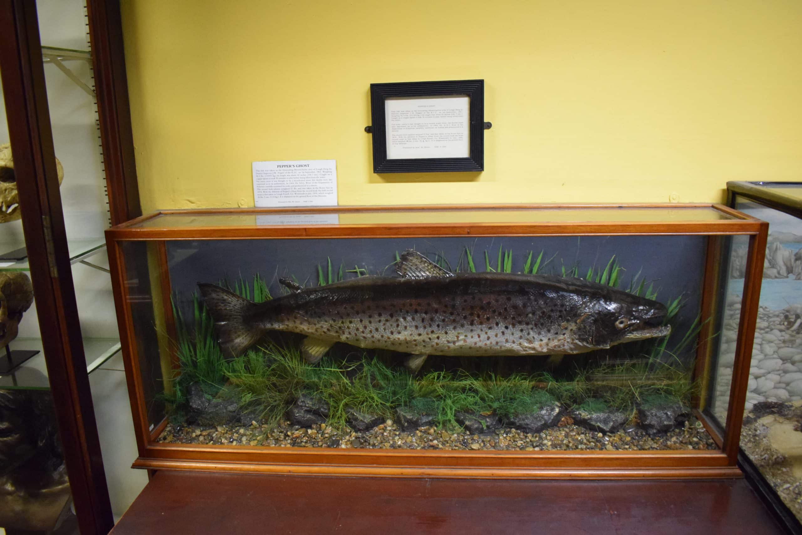 30.5 pound brown trout-salmon in ireland