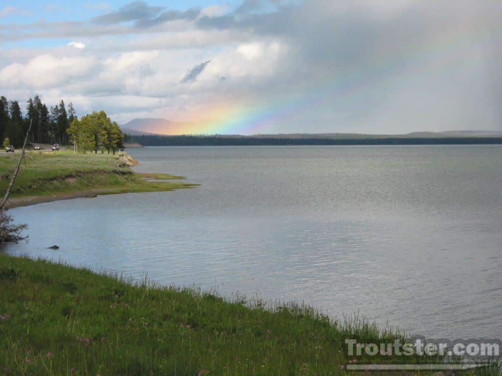 Yellowstone Lake trout are endangering the native cutthroat trout population