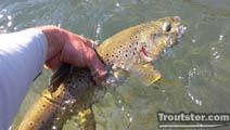 A brown trout landed while wading in a small stream